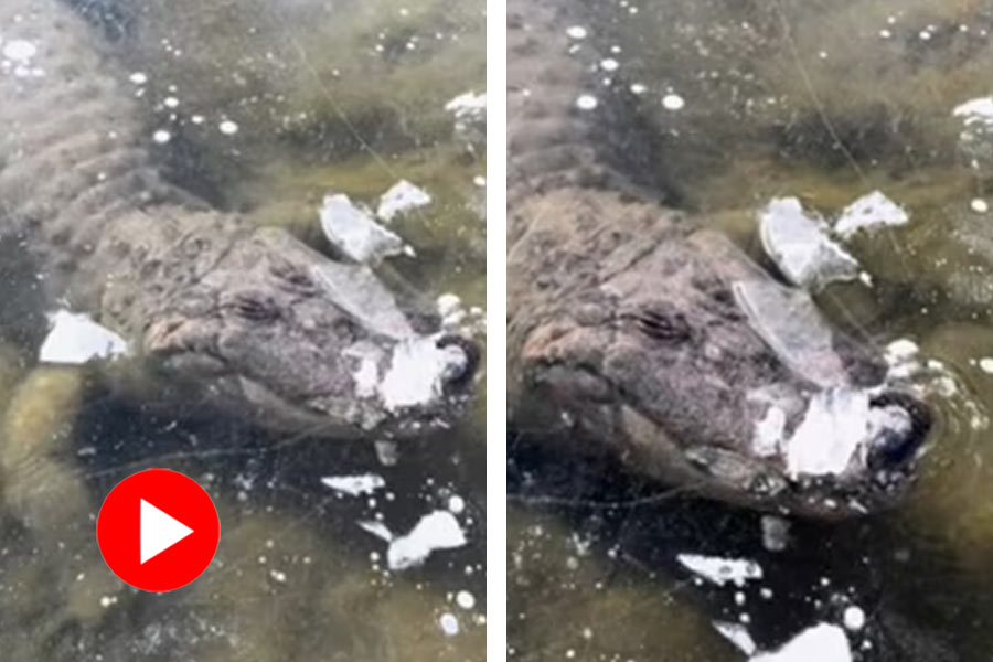 A video of an alligator frozen under ice went viral