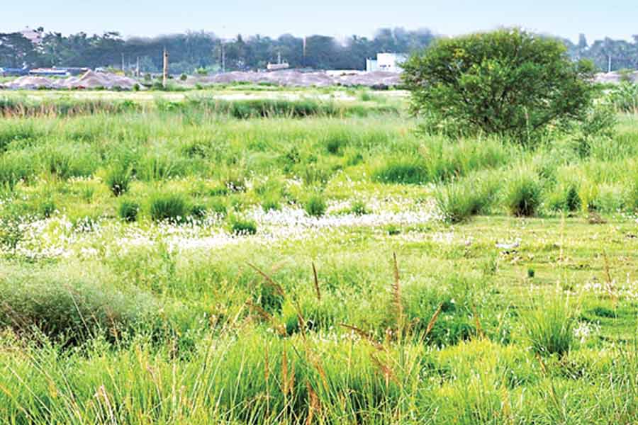 Calcutta High Court has directed to take action against illegal construction on wetlands