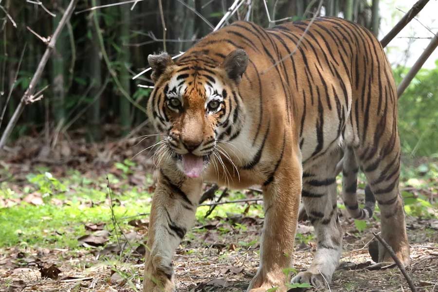 বাঘের মৃত্যু ঘিরে শোরগোল পড়ে গিয়েছে। প্রতিনিধিত্বমূলক ছবি।