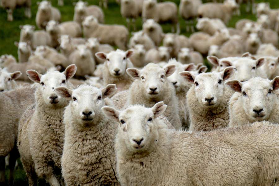 All need to know about Burbank B mystery