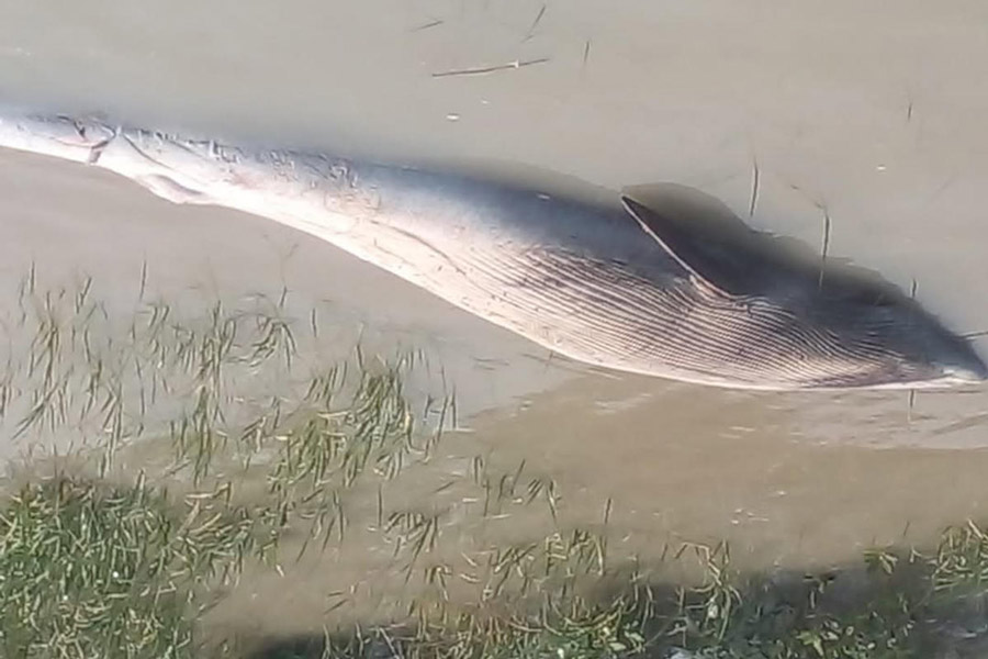 Dead body of a 20 feet long whale has been found in Sagar