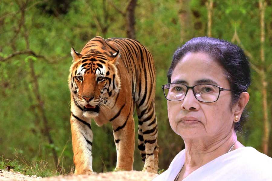 West Bengal Chief Minister Mamata Banerjee message to Orissa Government on tiger issue dgtl