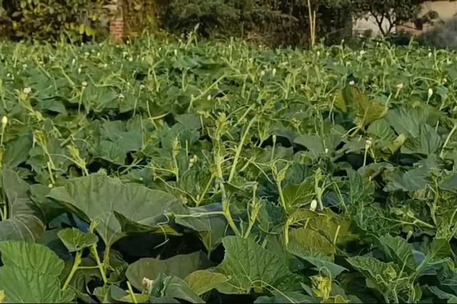 Why Bardhaman Farmer did not interest for cultivation of gourds