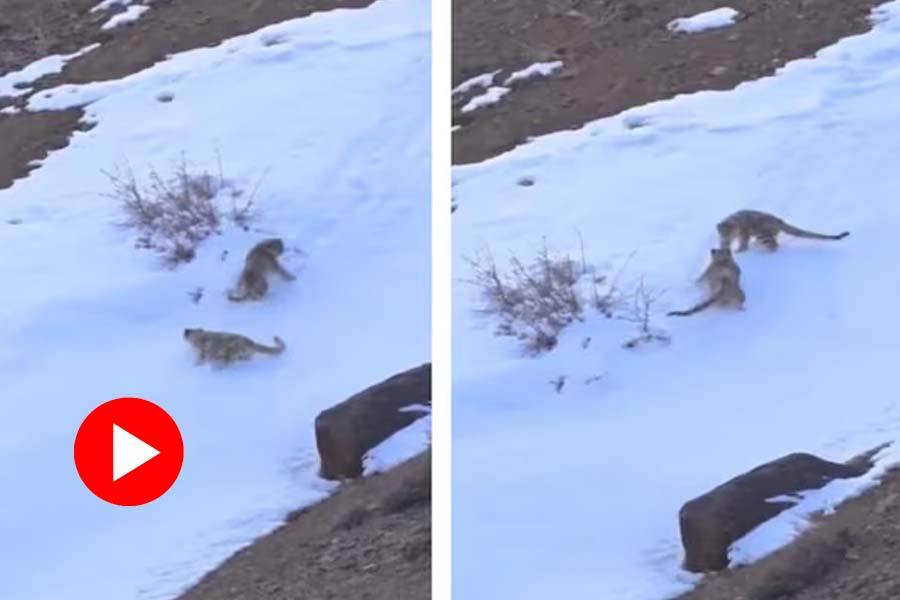 Viral video of two snow leopards in Ladakh has left the internet awestruck