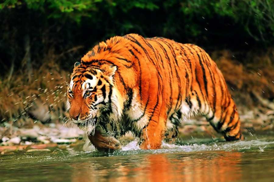 West Bengal forest department confirm that royal Bengal return to sundarban from kultali