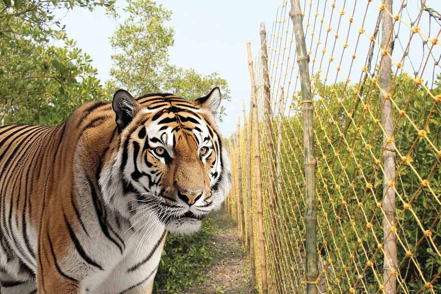 Forest Department of South 24 Parganas trying to return tiger to jungle of Sundarbans that had entered the village of kultali again