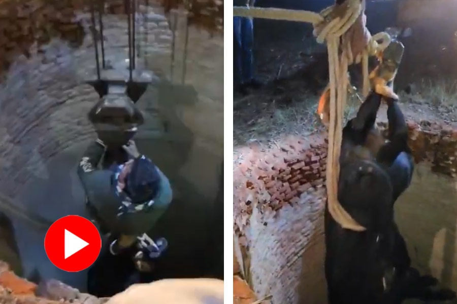 Video of a bull rescued from the well after a long struggle with crane goes viral