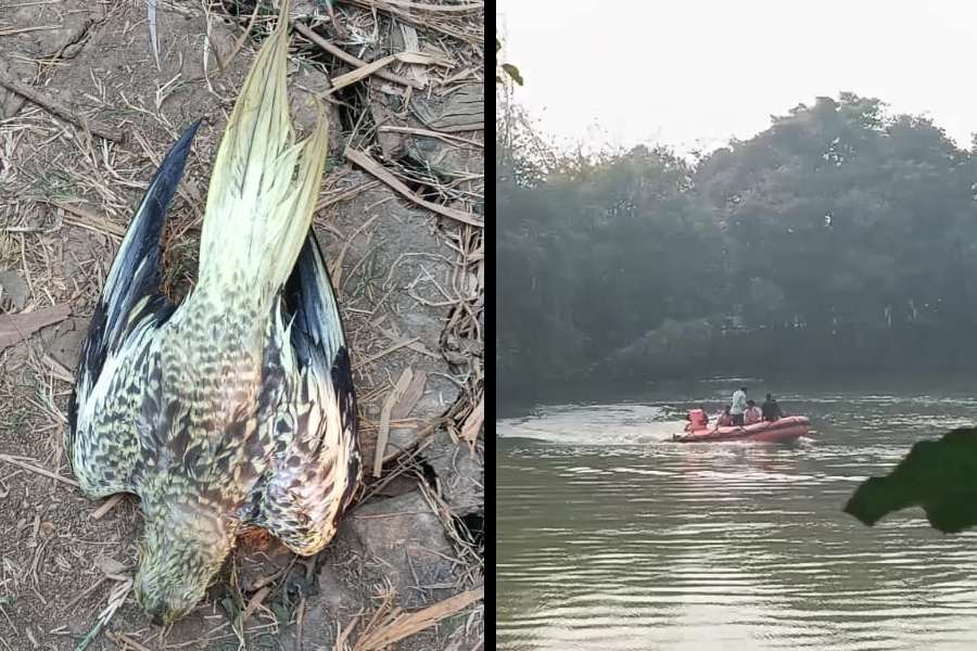 (বাঁ দিকে) পোষা কাকাতুয়াকে বাঁচাতে গিয়ে পুকুরে (ডান দিকে) ডুবে মৃত্যু হয়েছে যুবকের।