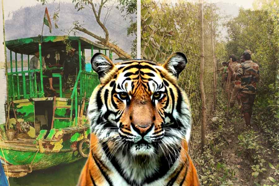 Forest Department of South 24 Parganas confirm that royal Bengal return to sundarban from Kultali dgtld