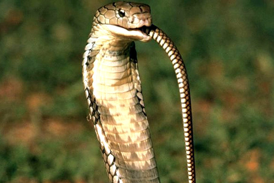 Snake species eat other snakes is a unique behavior known as ophiophagy 