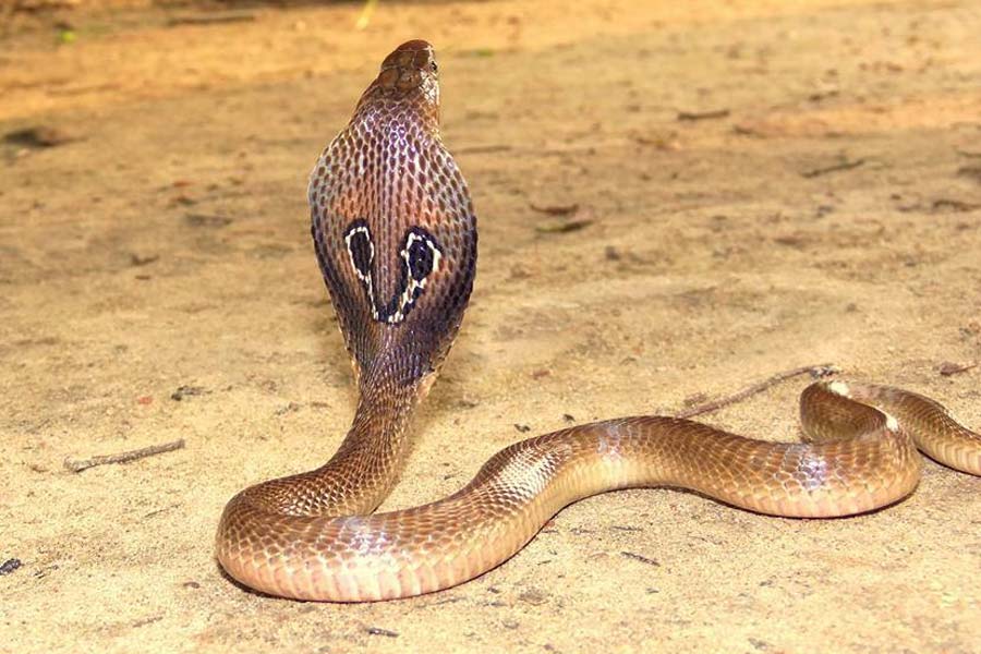 Snake species eat other snakes is a unique behavior known as ophiophagy 