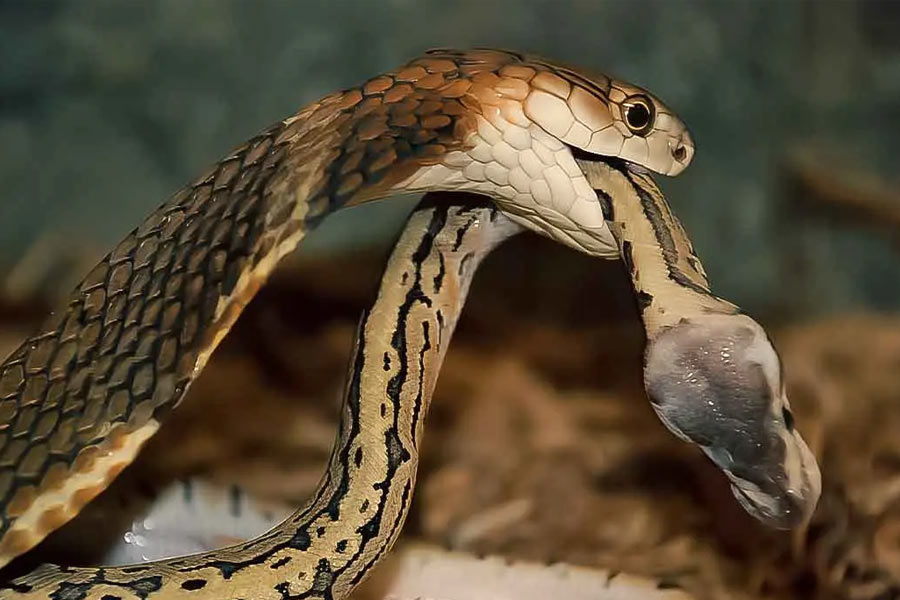 Snake species eat other snakes is a unique behavior known as ophiophagy 