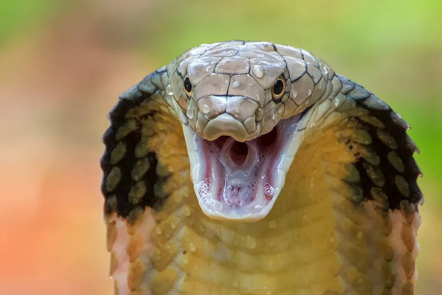 Snake species eat other snakes is a unique behavior known as ophiophagy 