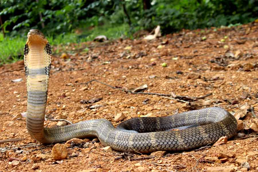 Snake species eat other snakes is a unique behavior known as ophiophagy 
