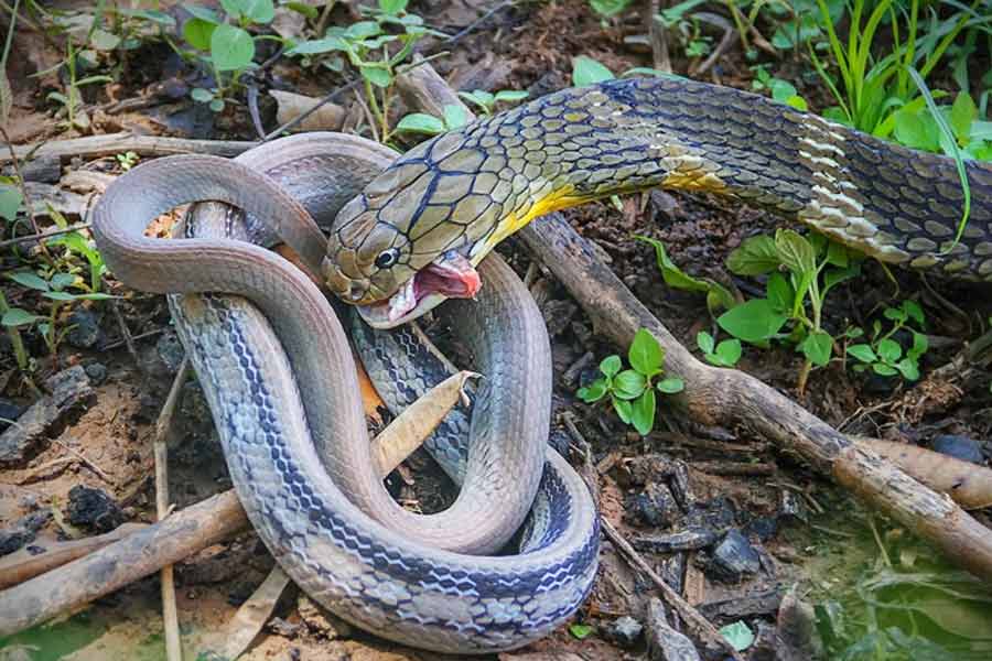 Snake species eat other snakes is a unique behavior known as ophiophagy