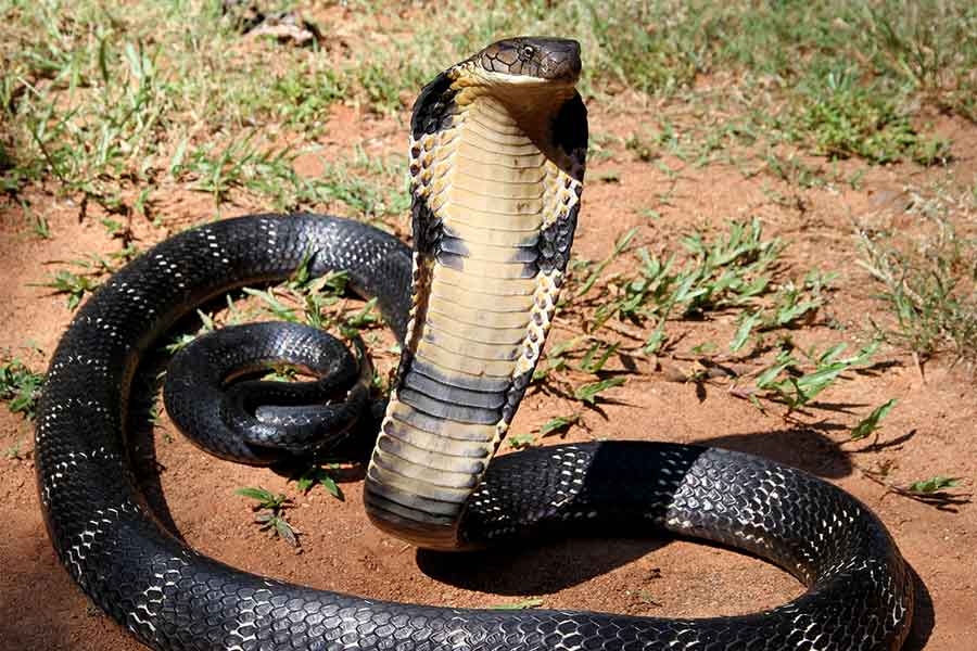 Snake species eat other snakes is a unique behavior known as ophiophagy 