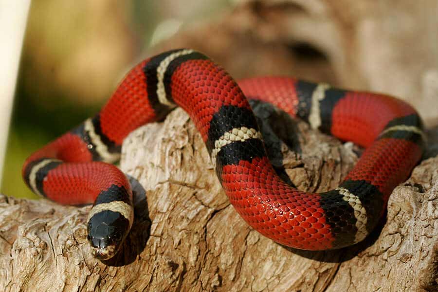 Snake species eat other snakes is a unique behavior known as ophiophagy 