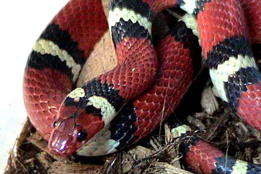 Snake species eat other snakes is a unique behavior known as ophiophagy 