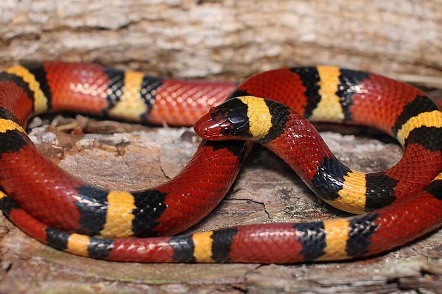 Snake species eat other snakes is a unique behavior known as ophiophagy 