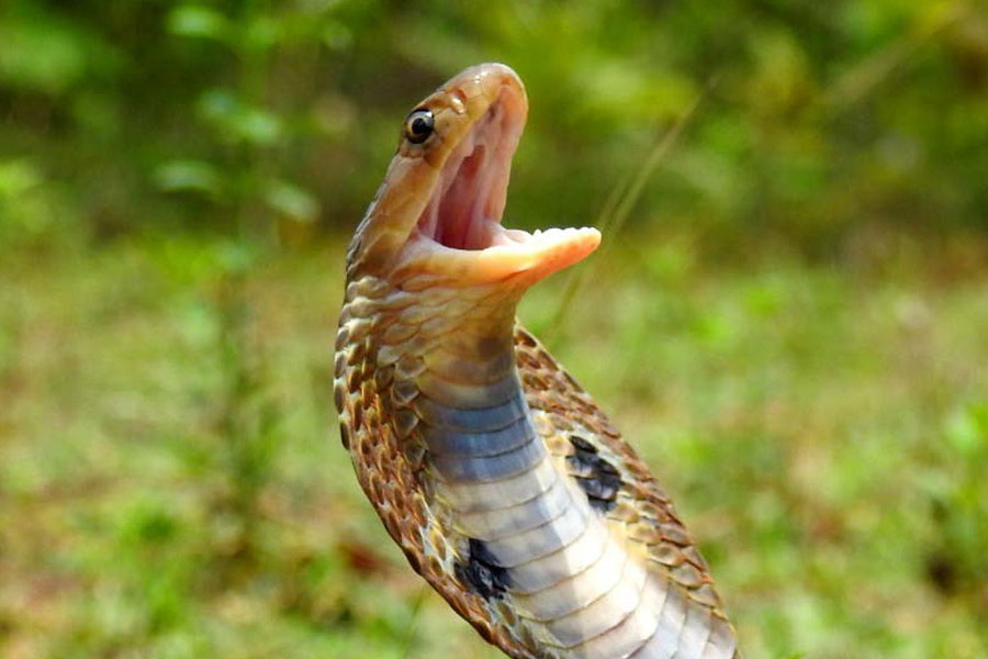 Snake species eat other snakes is a unique behavior known as ophiophagy 
