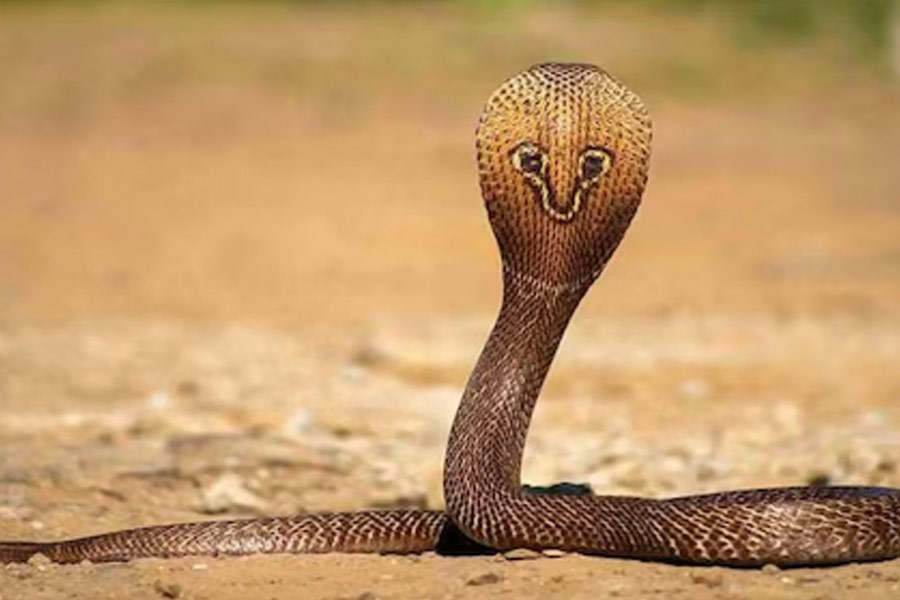 Snake species eat other snakes is a unique behavior known as ophiophagy 