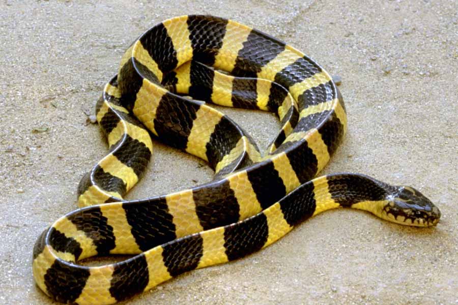 Snake species eat other snakes is a unique behavior known as ophiophagy 