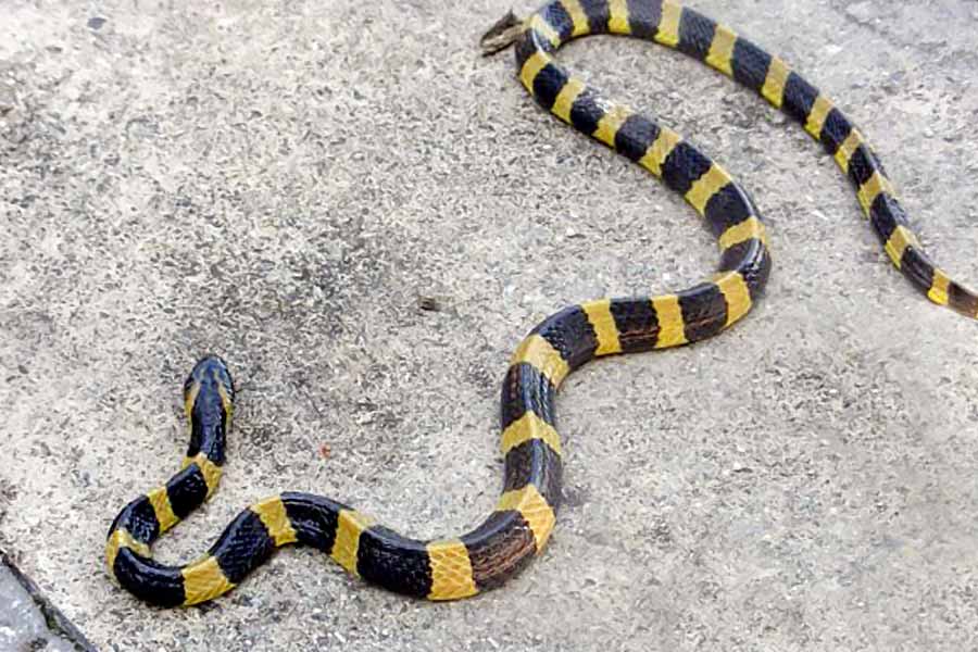 Snake species eat other snakes is a unique behavior known as ophiophagy 