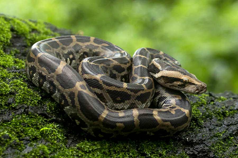 Snake species eat other snakes is a unique behavior known as ophiophagy 