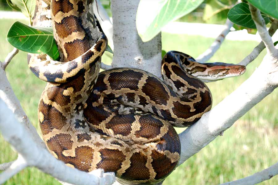 Snake species eat other snakes is a unique behavior known as ophiophagy 