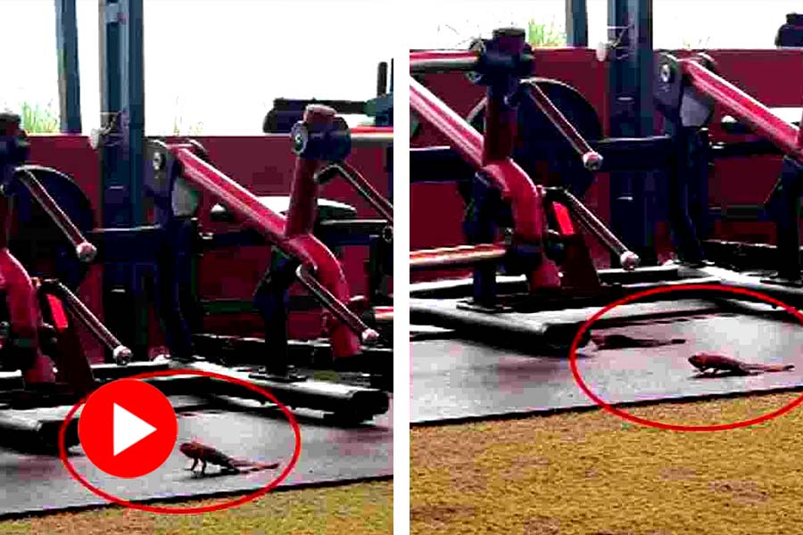 Video of two Chameleon inside gym goes Viral, What they did