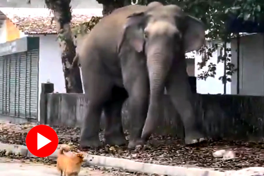 Viral Video of Elephant chases dog in street dgtl