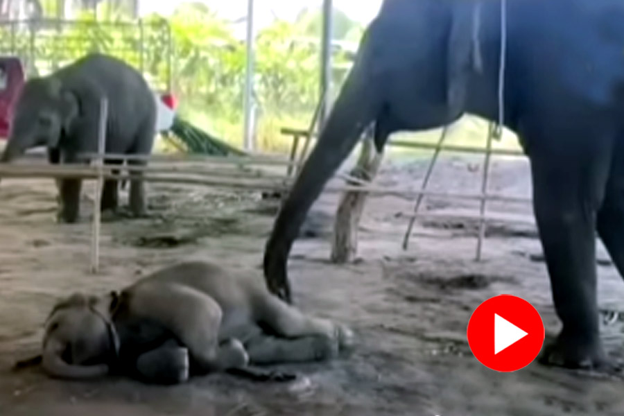 Mother elephant trying to wake up baby elephant using its trunk, wholesome video goes