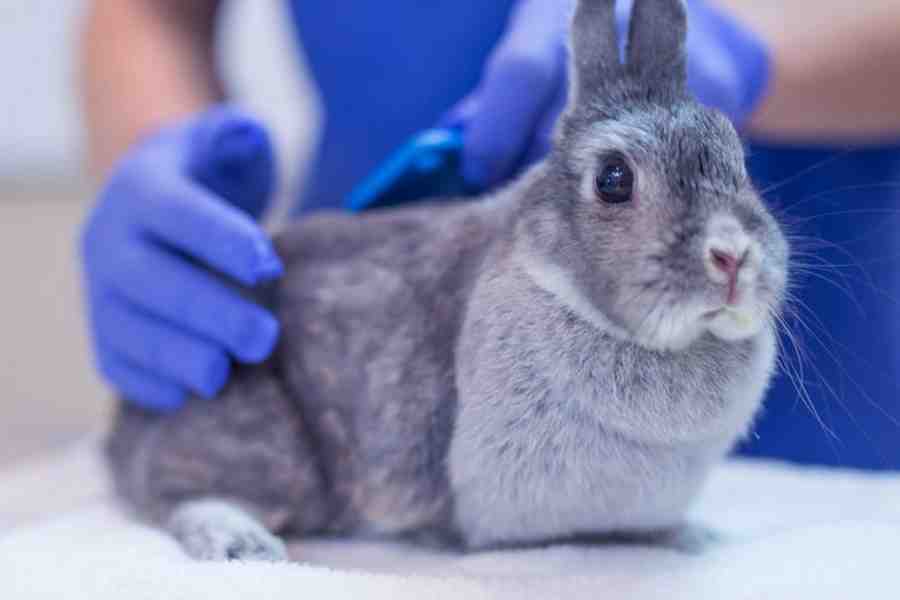 What is Rabbit Fever, know the symptoms and prevention tips