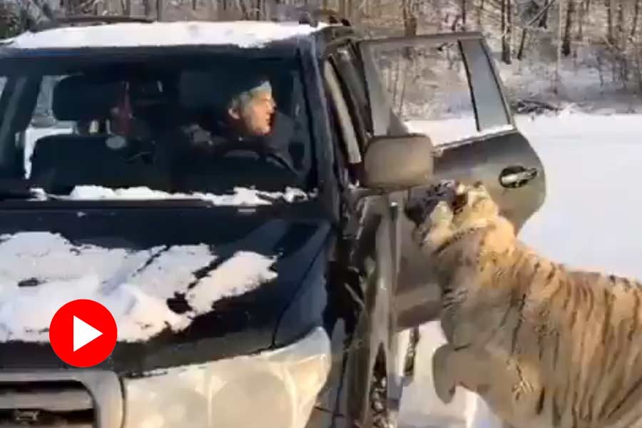 Viral video of 3 tigers jumped into a car, what happen next