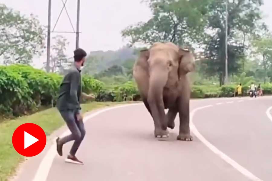 Viral video of youth irritates wild elephants and running away