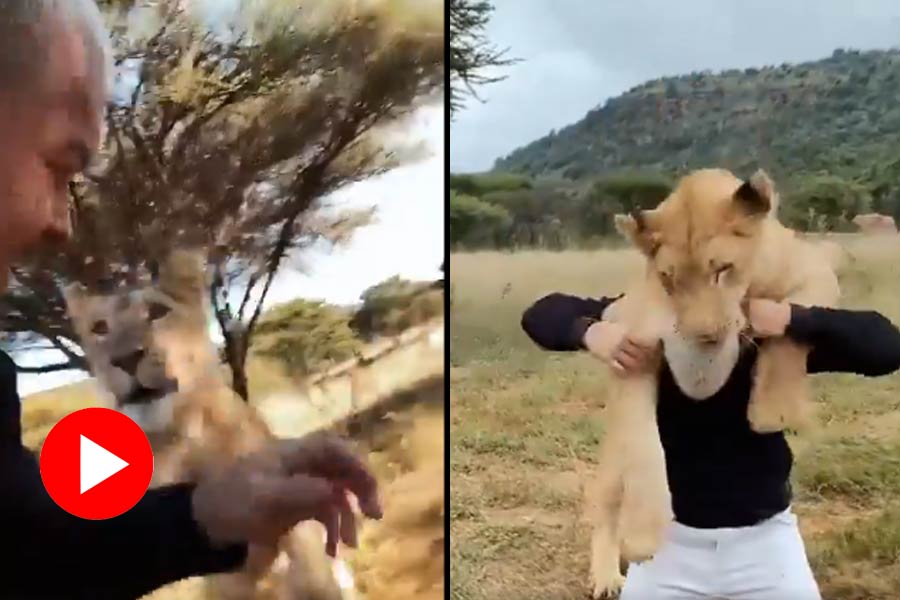 Viral video of three lioness and a man who are cuddling in jungle