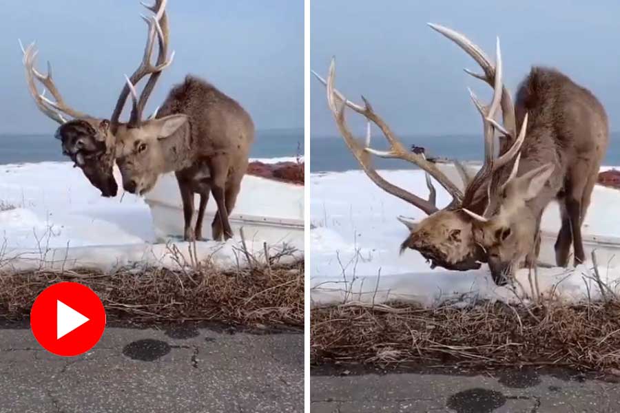 Video of a deer has a skull attached on its head went viral