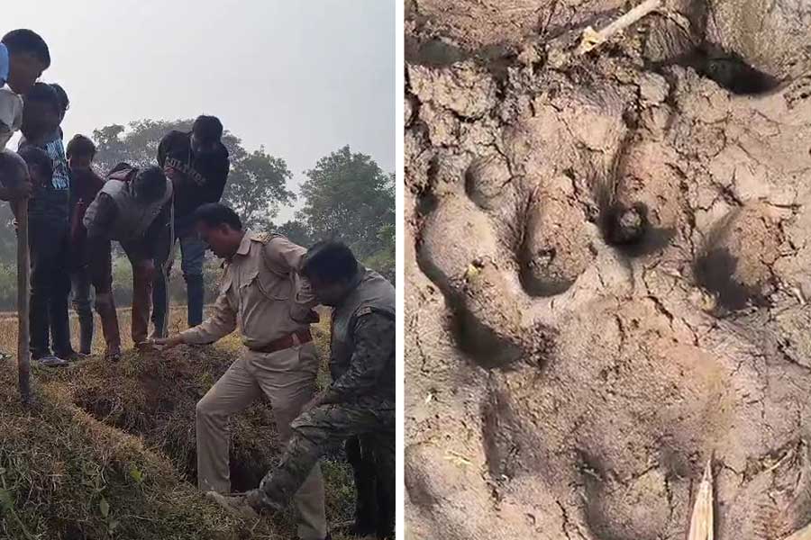 Another Tiger Spotted at Raika Forest in Purulia after Zeenat Returned to Odissa dgtl