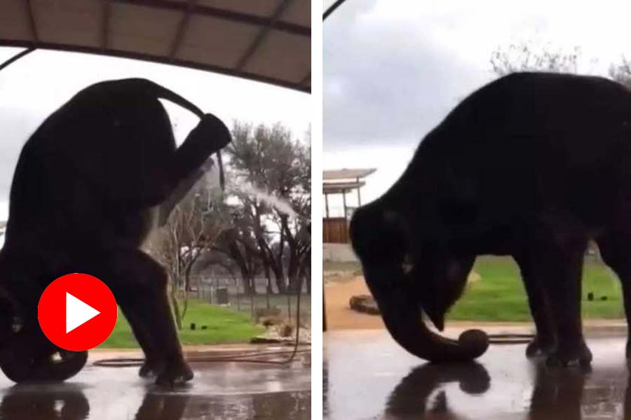 Video of an elephant standing on its head, trunk, and front legs has the internet in splits