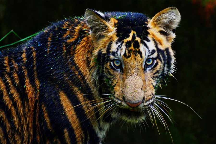 Rare Melanistic Tiger’s skin seized from fringe village of Similipal, four poachers arrested