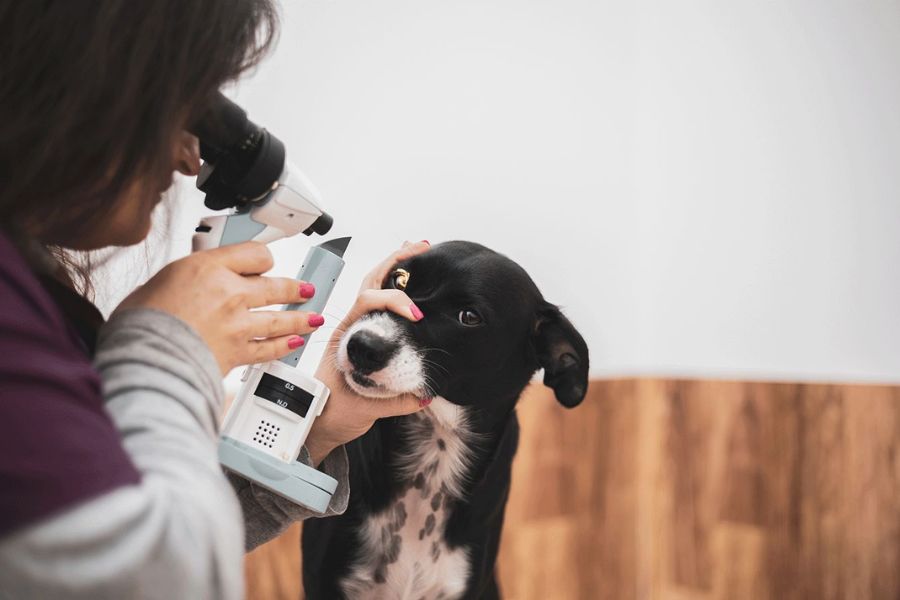 Veterinary Doctor.