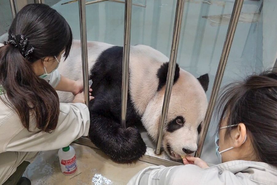 Veterinary Doctor.