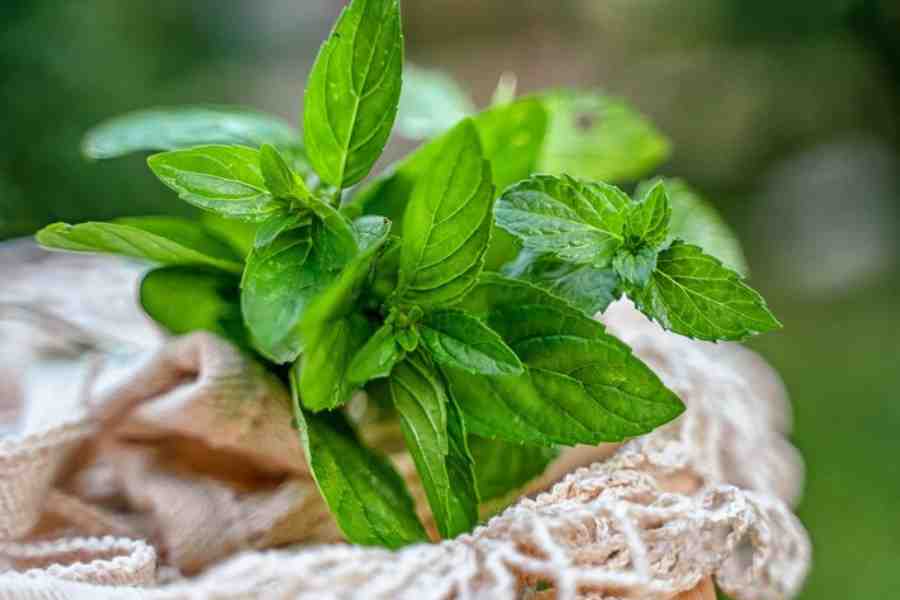 How to grow and care for mint plants