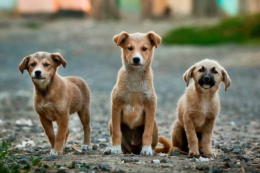 According to report Morocco plans to kill 30 lakh stray dogs before Fifa World Cup 2030
