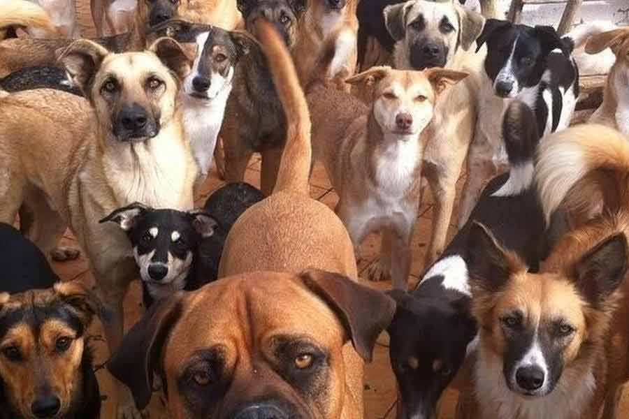According to report Morocco plans to kill 30 lakh stray dogs before Fifa World Cup 2030