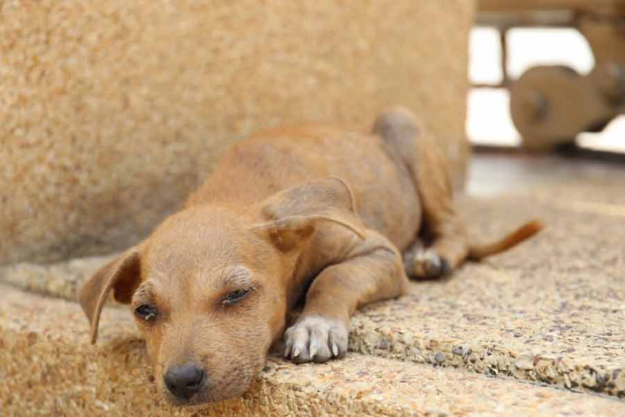 According to report Morocco plans to kill 30 lakh stray dogs before Fifa World Cup 2030