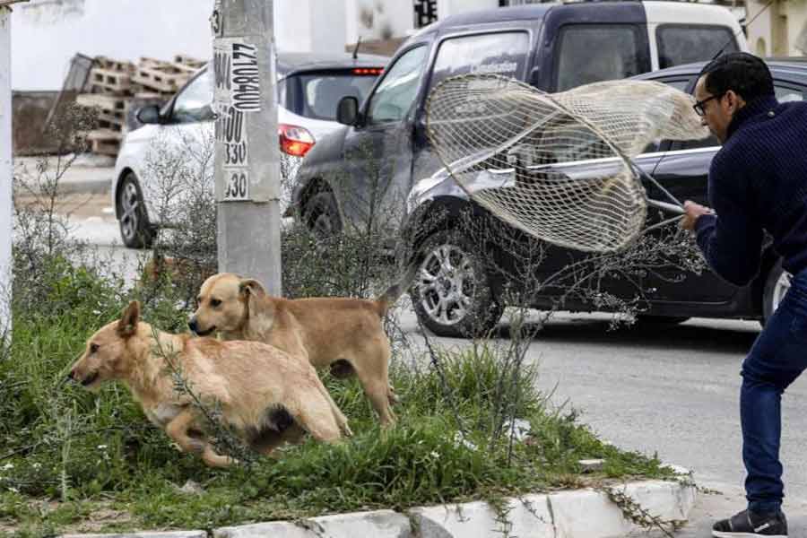 According to report Morocco plans to kill 30 lakh stray dogs before Fifa World Cup 2030