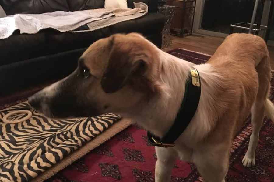 According to report Morocco plans to kill 30 lakh stray dogs before Fifa World Cup 2030