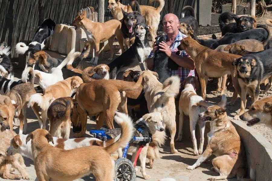 According to report Morocco plans to kill 30 lakh stray dogs before Fifa World Cup 2030