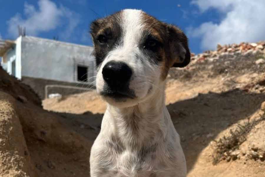 According to report Morocco plans to kill 30 lakh stray dogs before Fifa World Cup 2030